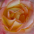 Sárga - rózsaszín - Teahibrid rózsa - Emeraude d'Or